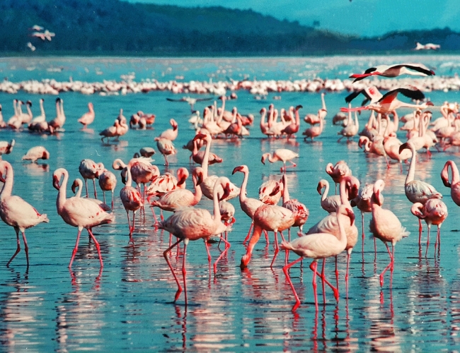 SAFARI KIPEKEE SUPERIOR