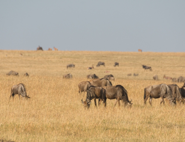SAFARI PAMOJA