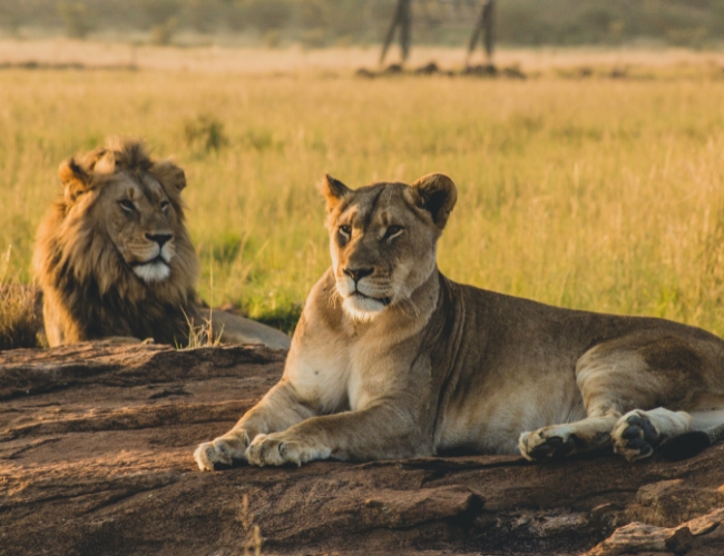 TANZANIA � SIMBA + MANYARA SERENA