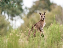 ADELAIDE