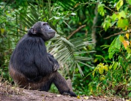 UGANDA, LA PERLA DE AFRICA