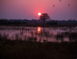 BOTSWANA Y ZIMBABWE - CHOBE
