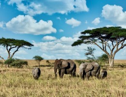 RESERVAS PRIVADAS ZONA CENTRAL Y SUR P.N. KRUGER SABI SANDS